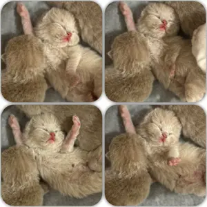 Zauberhafte, reinrassige BKH-Kitten Fawn Cinnamon mit Stammbaum, EU-Pass, Chip Gesundheitszeugnis