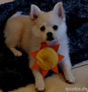 hübsche kleine Pomeranian  Zwergspitz Hündin  4 mon