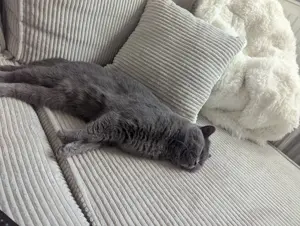 Zwei Britisch Kurzhaar Kater abzugeben   inkl. Zubehör  Bild 5