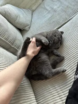 Zwei Britisch Kurzhaar Kater abzugeben   inkl. Zubehör  Bild 3
