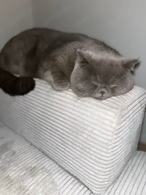Zwei Britisch Kurzhaar Kater abzugeben   inkl. Zubehör  Bild 2