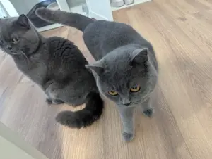 Zwei Britisch Kurzhaar Kater abzugeben   inkl. Zubehör  Bild 4