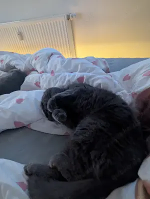 Zwei Britisch Kurzhaar Kater abzugeben   inkl. Zubehör  Bild 6