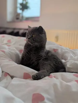 Zwei Britisch Kurzhaar Kater abzugeben   inkl. Zubehör  Bild 7