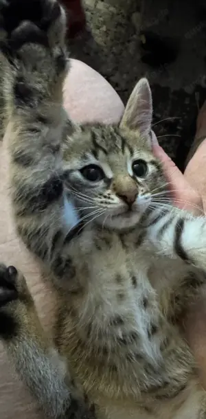 Katzenkinder Mädchen