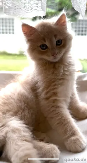 Deutsche Langhaar Kitten Mix