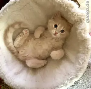 Deutsche Langhaar Kitten Mix