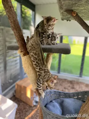 Unsere kleinen Leoparden suchen ein liebevolles Für-immer-Zuhause