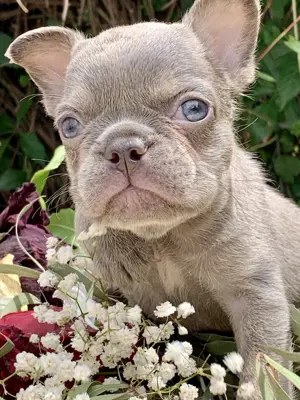 Premium Französische Bulldoggen Welpen aus promovierter Zucht 