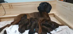 BGS Welpen mit Papieren,  Bayerische Gebirgsschweißhund Welpen 