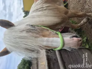 Haflinger Hengst 2 Jährig