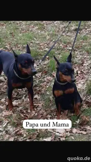 Zwergpinscher ,sie ist 3 Jahre alt Bild 2