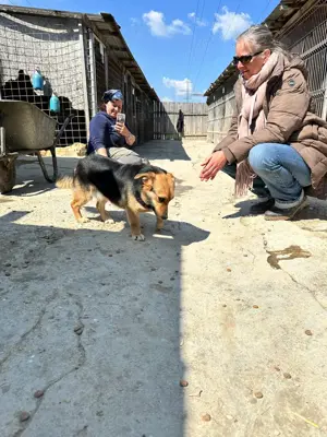 Vom Welpen zur Junghündin im Tierheim - Manouk sucht Zuhause Bild 6
