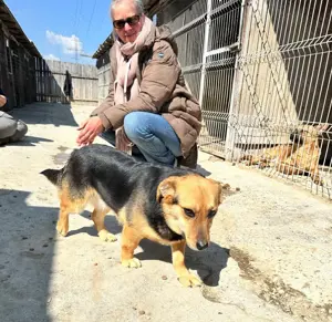 Vom Welpen zur Junghündin im Tierheim - Manouk sucht Zuhause Bild 5