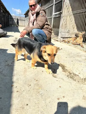 Vom Welpen zur Junghündin im Tierheim - Manouk sucht Zuhause Bild 7