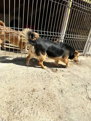 Vom Welpen zur Junghündin im Tierheim - Manouk sucht Zuhause Bild 8