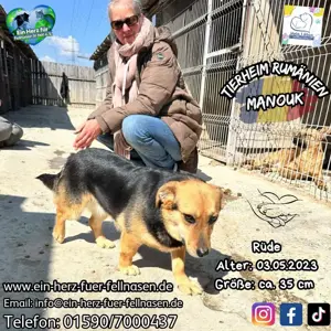 Vom Welpen zur Junghündin im Tierheim - Manouk sucht Zuhause Bild 4