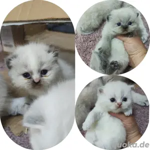BKH-Ragdoll Kitten mit Zubehör 