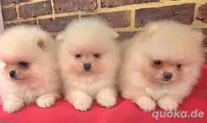5 Zwergspitz-Pomeranian welpen