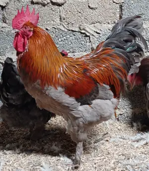 Bruteier Marans Blau-Kupfer 