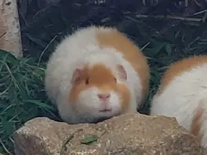 US Teddy Meerschweinchen Weiblich Meerschwein Sau