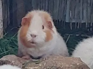 US Teddy Meerschweinchen Weiblich Meerschwein