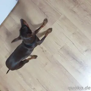 Reinrassige Zwergpinscher 