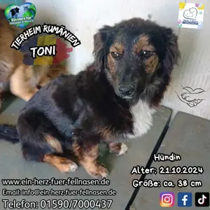 Toni   eine sanfte Seele mit dunklem Fell