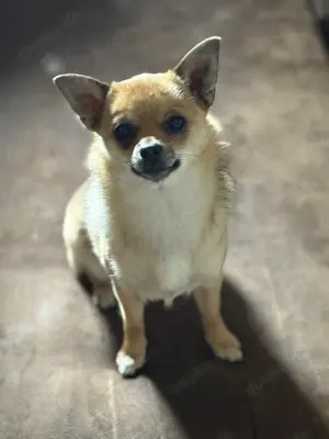 Hündin Chihuahua Spitz