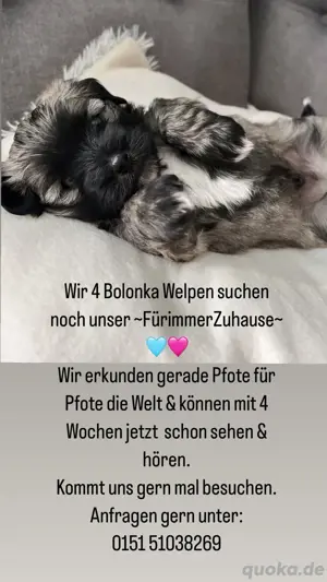 Bolonka Welpen abzugeben j
