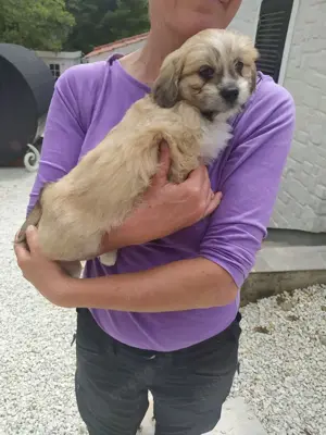Shih Tzu Pomeranian Mix Welpen 3Mon 1-2,5kg Ausreise aus Kroatien nach Adoption vorab