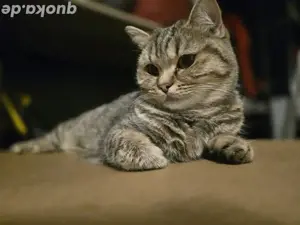 BKH Katze zu Verkaufen