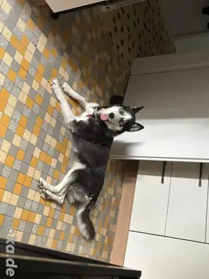Huskyhündin 5 Jahre alt