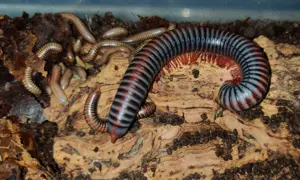 Atopochetus dollfusi - Tausendfüßer - Terrarium - Asseln