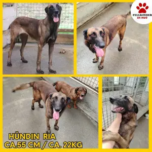 Ria aktive Malinois Mischlingshündin Mischling Hündin sucht Zuhause oder Pflegestelle