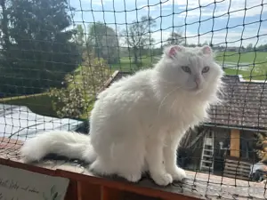 Langhaarkatze Princess sucht ihre Menschen
