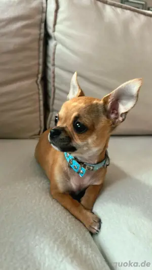 Mini Chihuahua rüde 