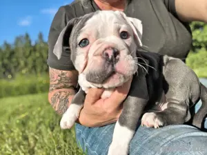 Bezaubernde *New English Bulldog* Welpen !!