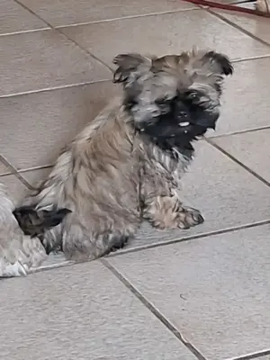 Wundervolle TraumWelpen Familienhund Kleinbleibend Allergiker geeignet 