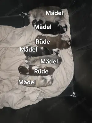 7 wunderschöne Husky Welpen