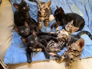 Atemberaubende Bengal Kitten, melanistic und brown 