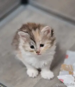 Maine Coon Kitten auszugsbereit 