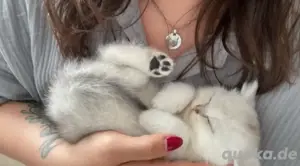 Wundeschöne Kitten Bild 3