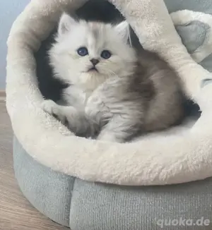 Wundeschöne Kitten Bild 4