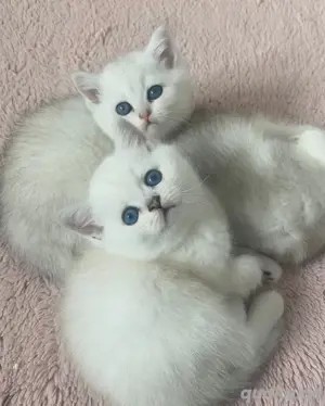 Wundeschöne Kitten Bild 5