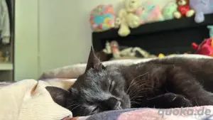 hauskatzen lio und paplo 