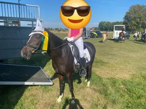 Reitbeteiligung an braver Welsh-B Stute 