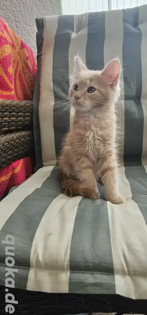 Maine coon Kätzchen 