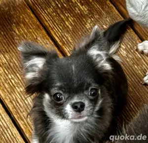 Chihuahua Hündin 