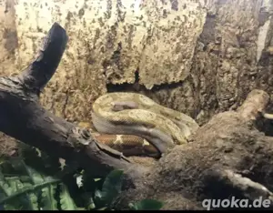 Boa Constrictor Imperator T+ Albino Nicaragua